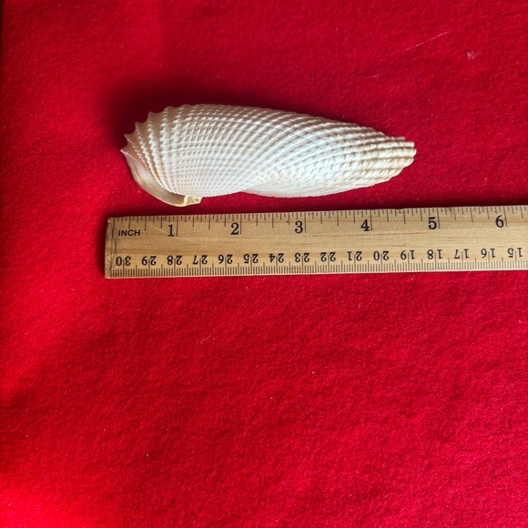 Assorted Seashell Collection - Picture 8 of 16